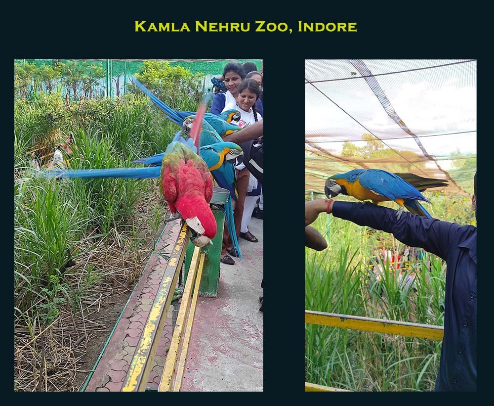 Kamla Nehru Zoo Indore